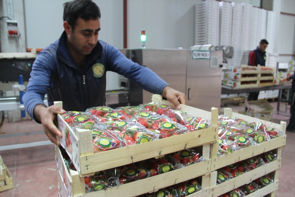 Konya'dan Maldivler, Romanya Ve Arap Ülkelerine Organik Çilek İhracatı