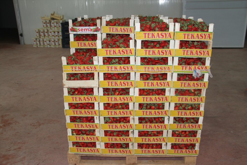 Konya'dan Maldivler, Romanya Ve Arap Ülkelerine Organik Çilek İhracatı