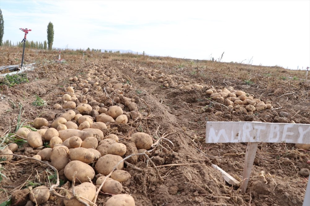 Niğde'de "Tarla Günü" Etkinliğinde 6 Yerli Patates Çeşidi Tanıtıldı
