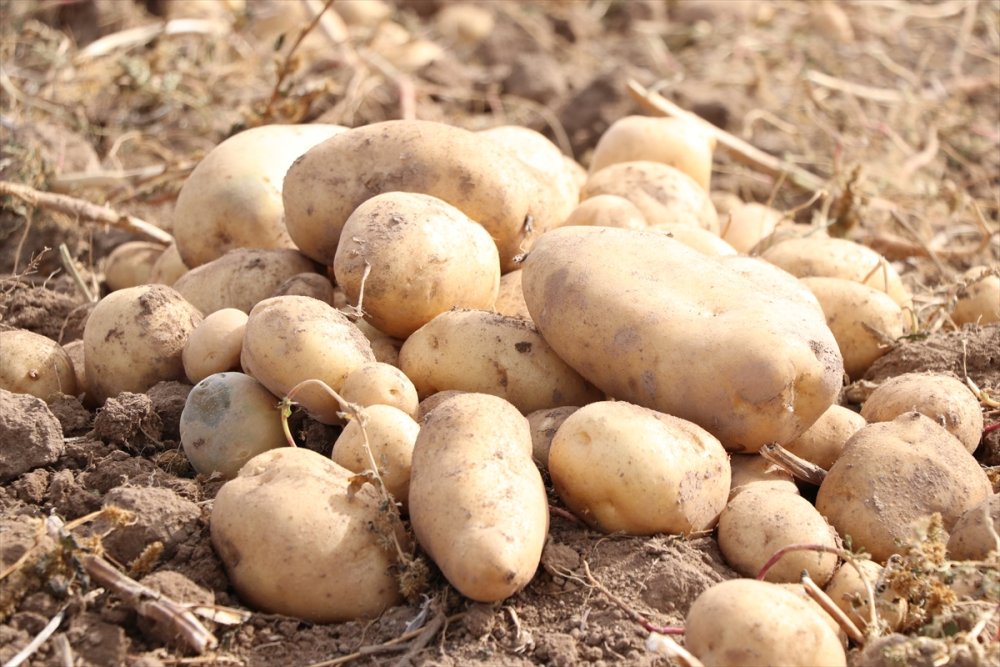 Niğde'de "Tarla Günü" Etkinliğinde 6 Yerli Patates Çeşidi Tanıtıldı