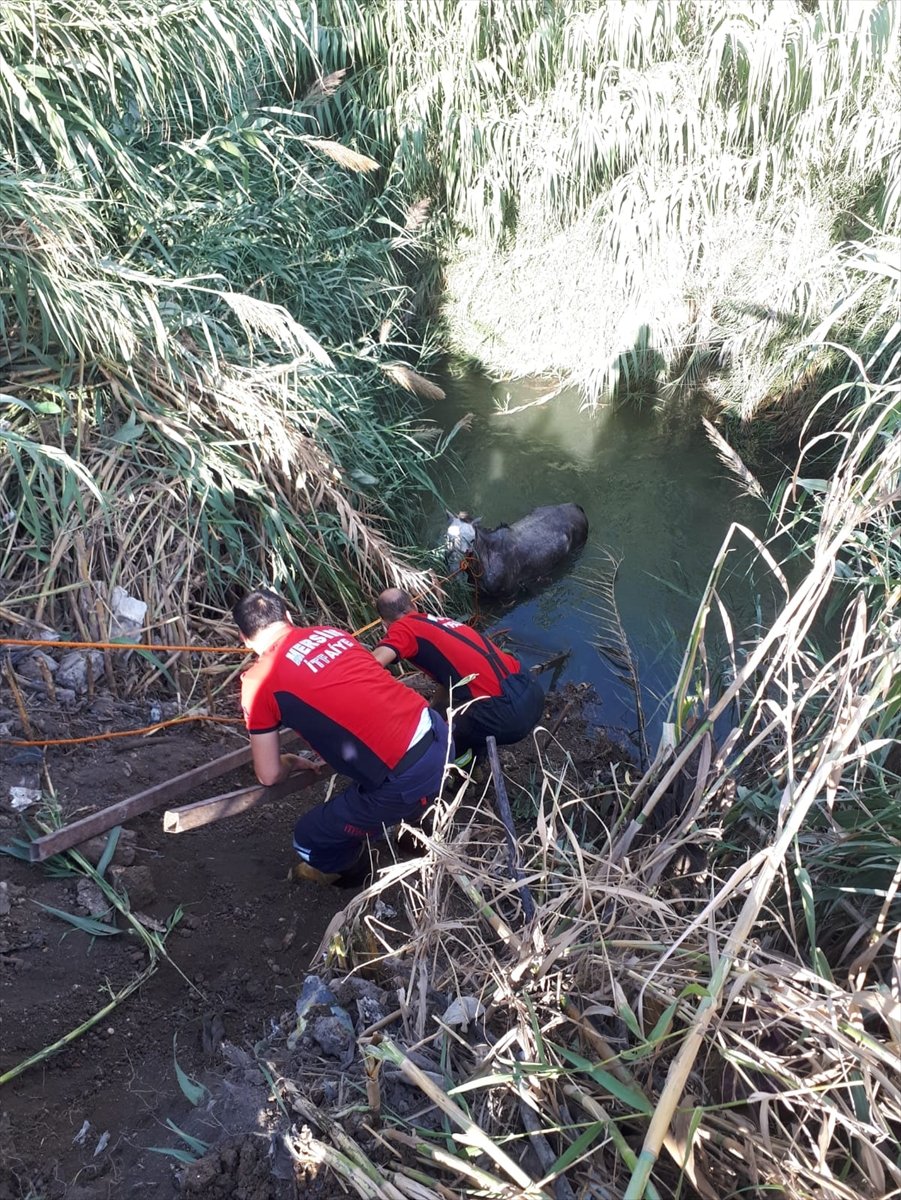 Su Kanalına Düşen Atı İtfaiye Kurtardı