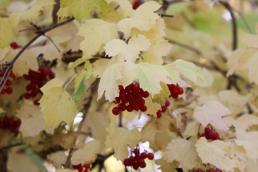 Kayseri'de Sonbahar Renkleri
