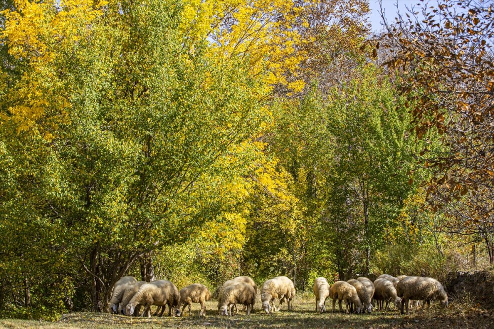 Kayseri'de Sonbahar Renkleri