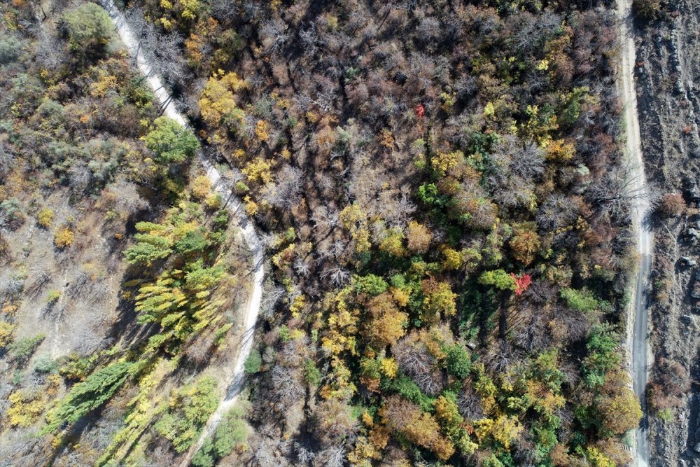 Kayseri'de Sonbahar Renkleri