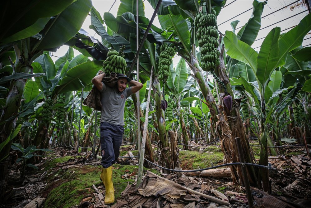 Muz Rafta, Dalda Durduğu Gibi Durmuyor