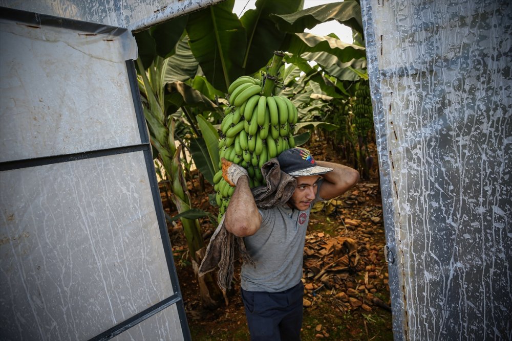 Muz Rafta, Dalda Durduğu Gibi Durmuyor