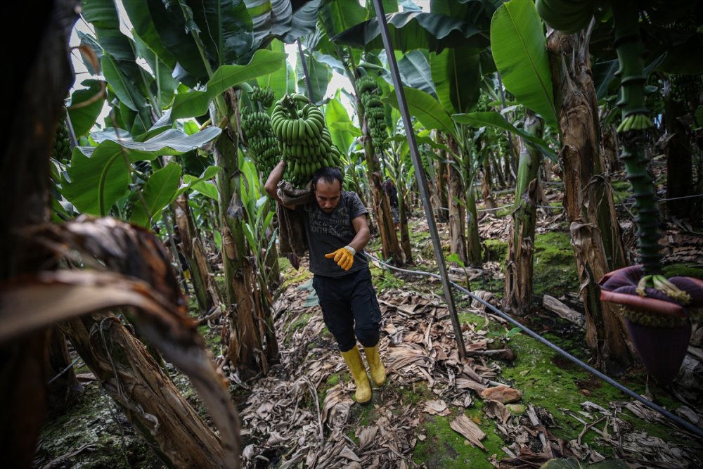 Muz Rafta, Dalda Durduğu Gibi Durmuyor