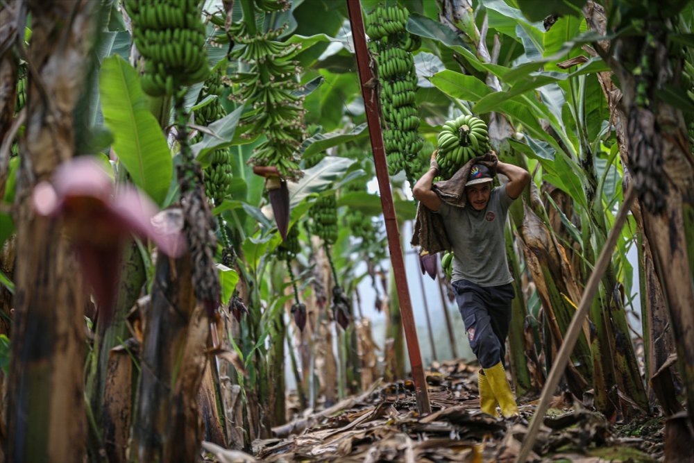 Muz Rafta, Dalda Durduğu Gibi Durmuyor