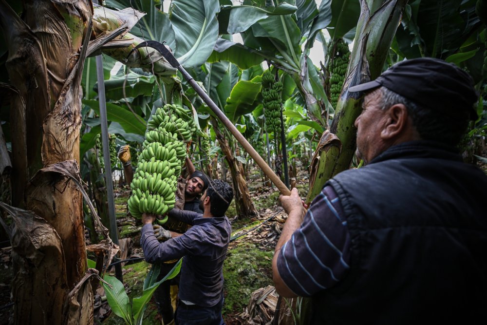 Muz Rafta, Dalda Durduğu Gibi Durmuyor