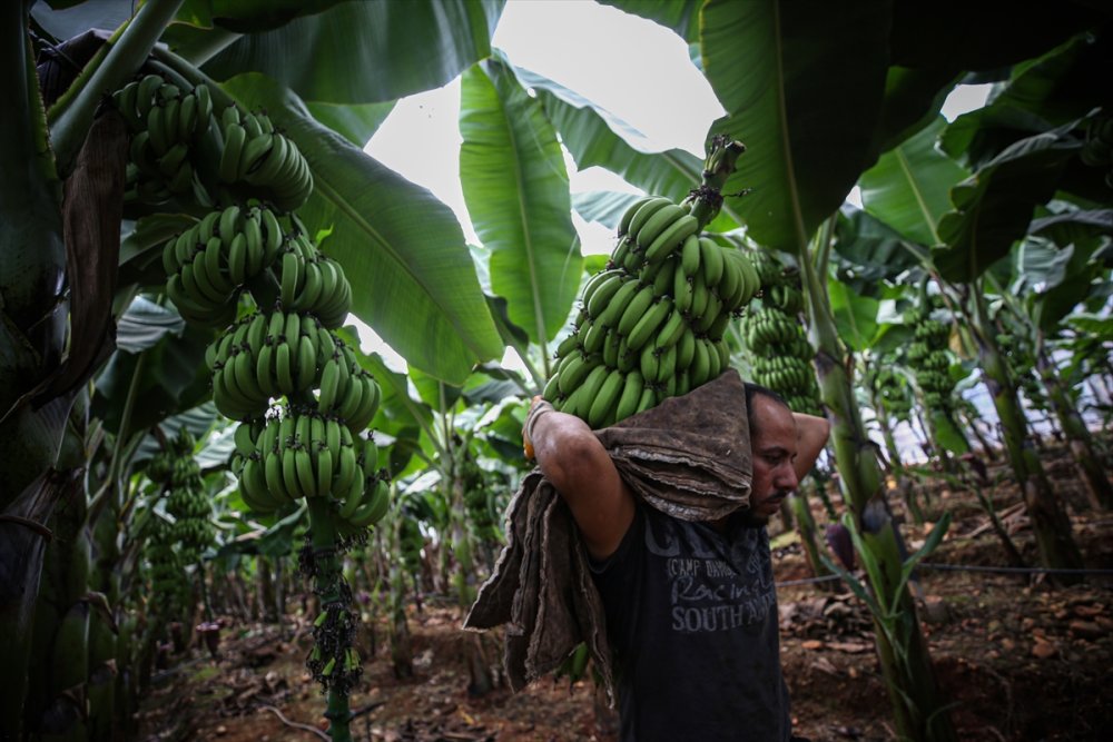 Muz Rafta, Dalda Durduğu Gibi Durmuyor