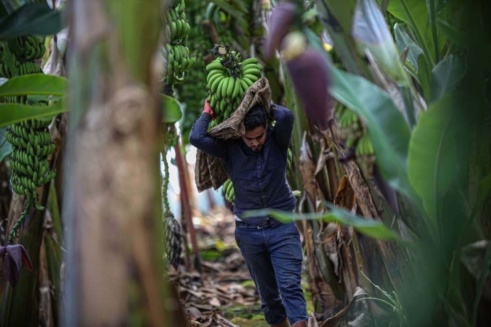 Muz Rafta, Dalda Durduğu Gibi Durmuyor