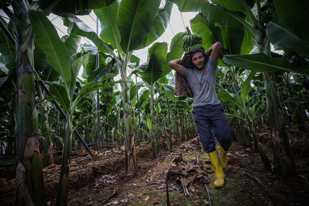 Muz Rafta, Dalda Durduğu Gibi Durmuyor