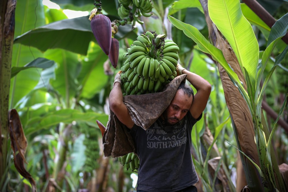Muz Rafta, Dalda Durduğu Gibi Durmuyor