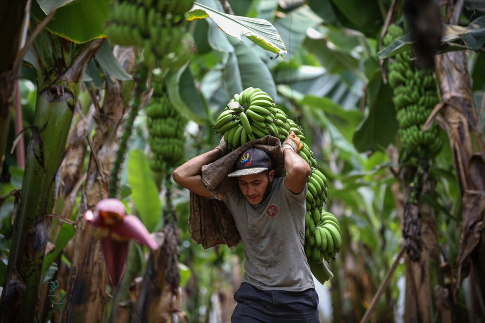 Muz Rafta, Dalda Durduğu Gibi Durmuyor