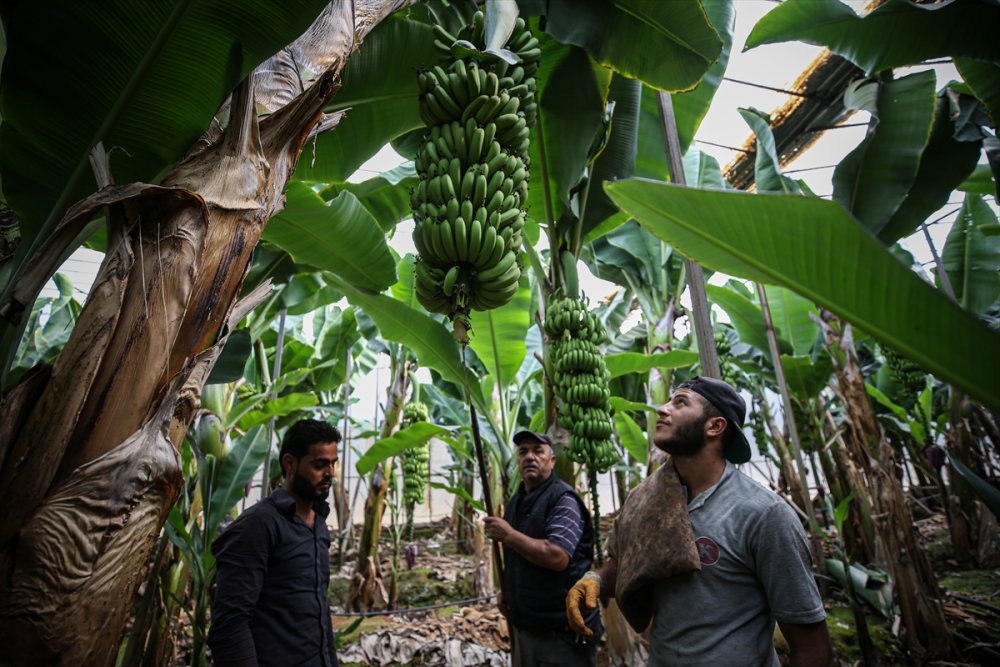 Muz Rafta, Dalda Durduğu Gibi Durmuyor