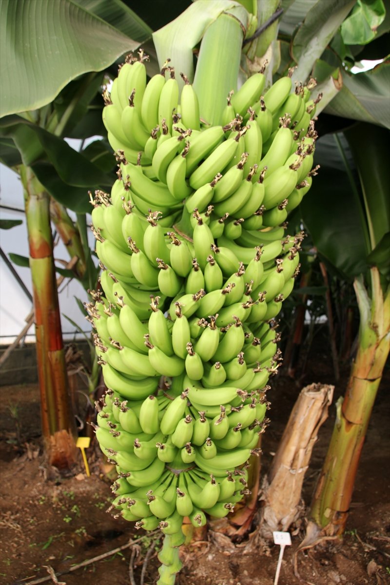 Mersin'de 6 Muz Çeşidi İçin Tescil Süreci Başlatıldı