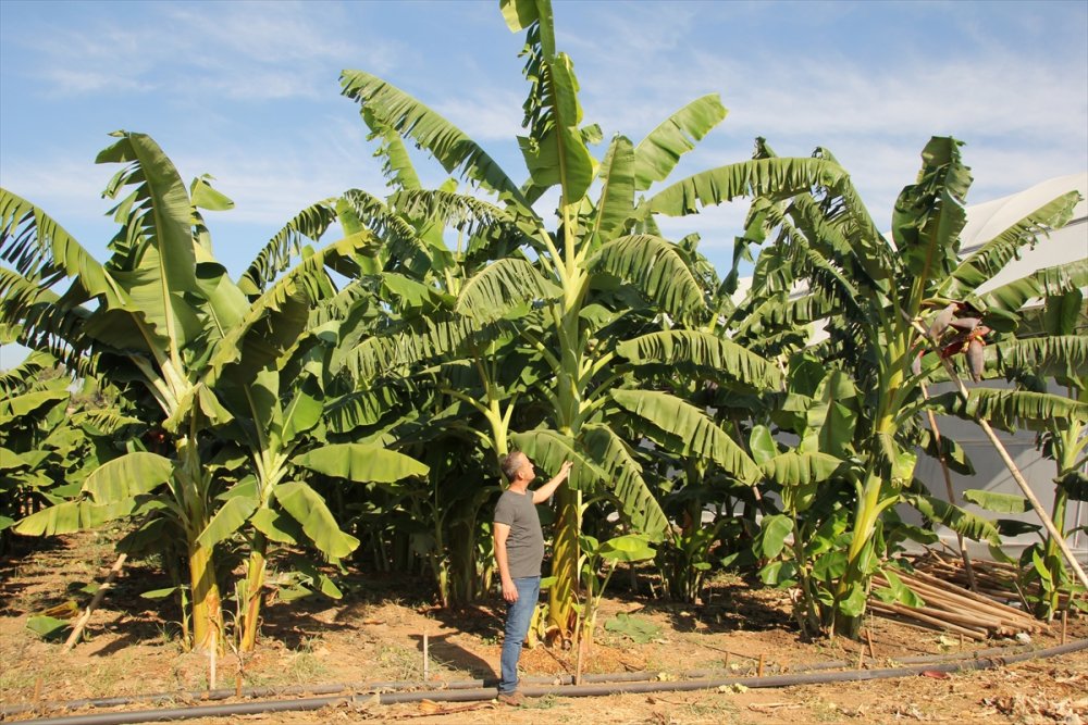 Mersin'de 6 Muz Çeşidi İçin Tescil Süreci Başlatıldı
