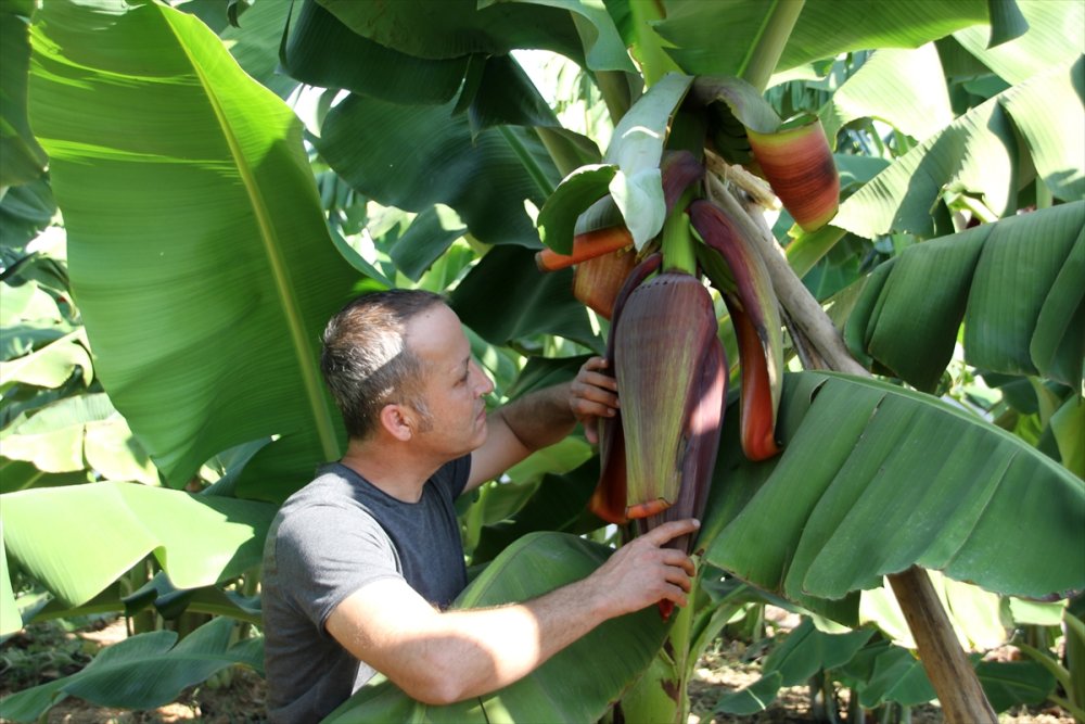 Mersin'de 6 Muz Çeşidi İçin Tescil Süreci Başlatıldı