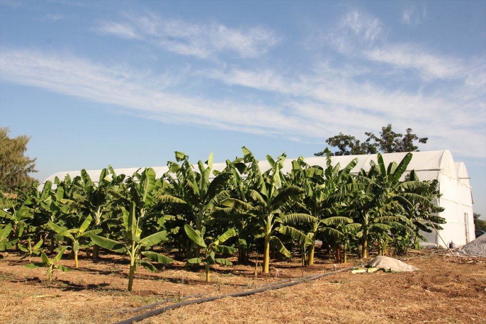 Mersin'de 6 Muz Çeşidi İçin Tescil Süreci Başlatıldı