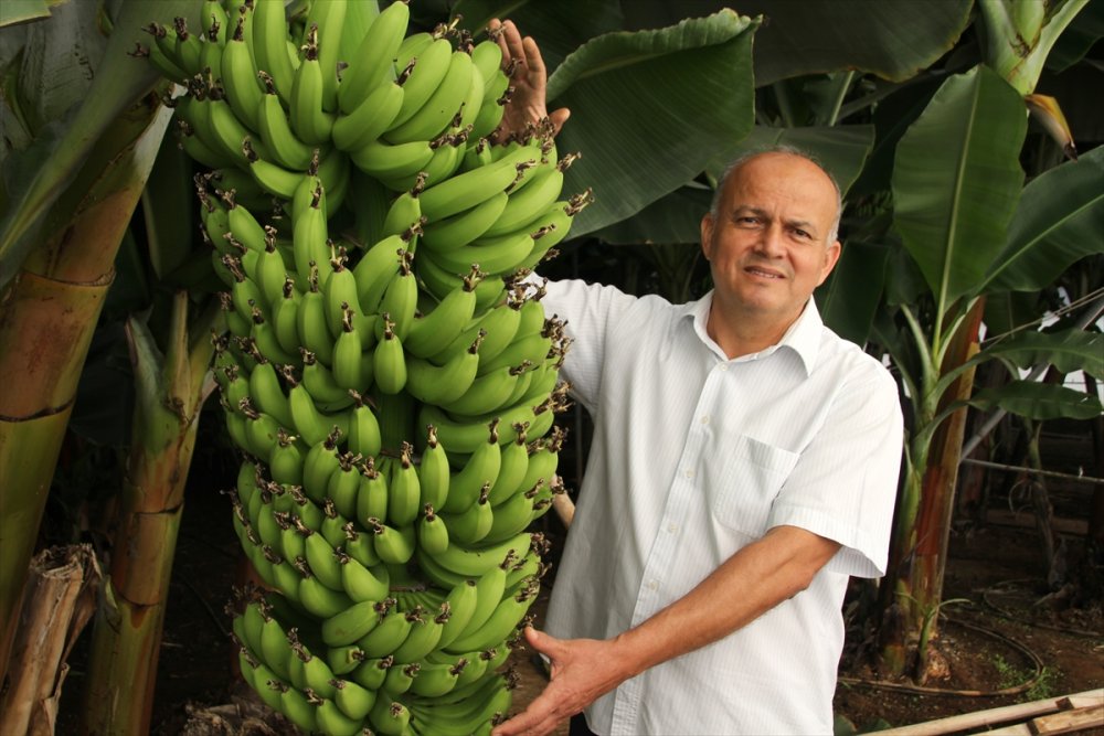 Mersin'de 6 Muz Çeşidi İçin Tescil Süreci Başlatıldı