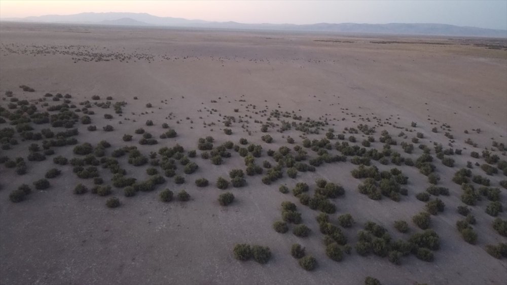 Akşehir Gölü'nünde Sevindiren Durum