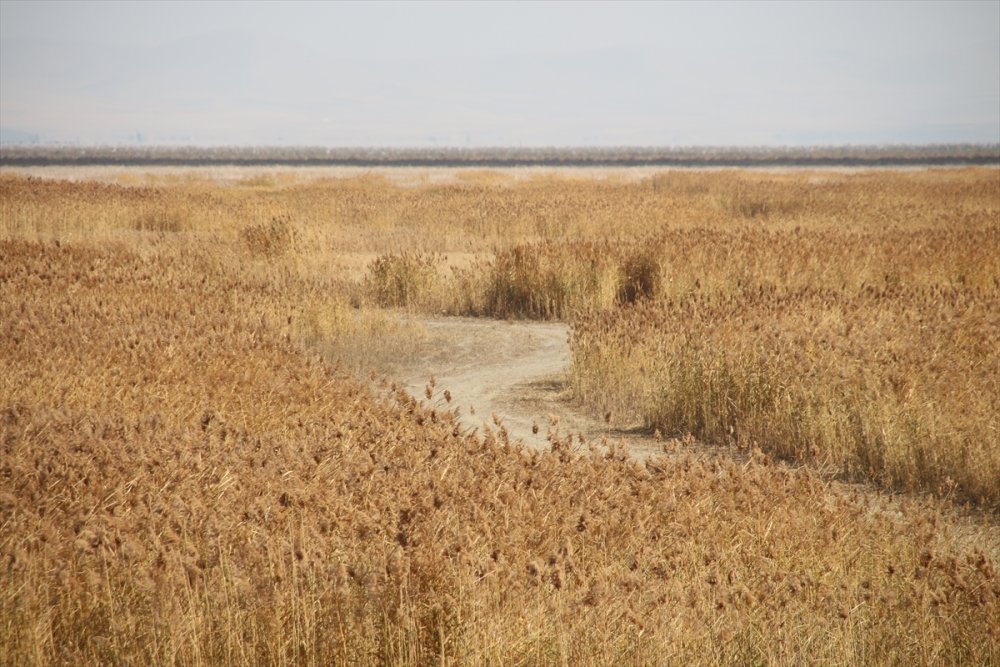 Akşehir Gölü'nünde Sevindiren Durum