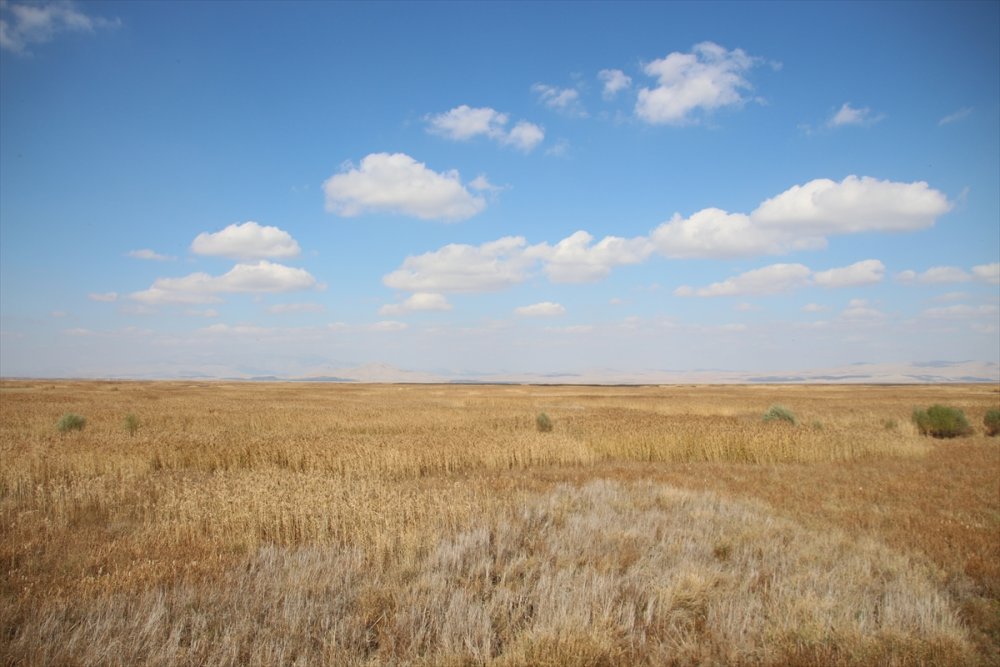 Akşehir Gölü'nünde Sevindiren Durum