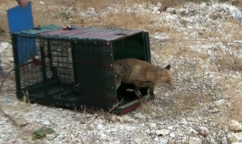 Bahçesine Giren Tilkiyi Besleyerek Doğaya Bıraktı
