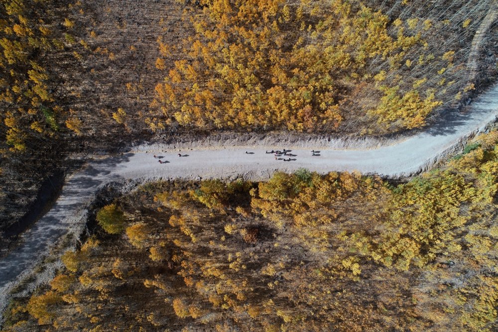 Erciyes'in "Titrek Kavakları" Sonbahar Renkleriyle Bezendi