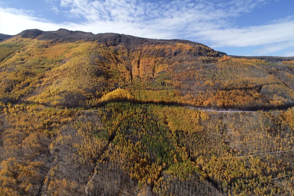Erciyes'in "Titrek Kavakları" Sonbahar Renkleriyle Bezendi