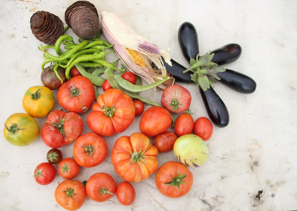 Muhasebecilikten Artakalan Zamanlarında "ata Tohumu" Yetiştiriyor