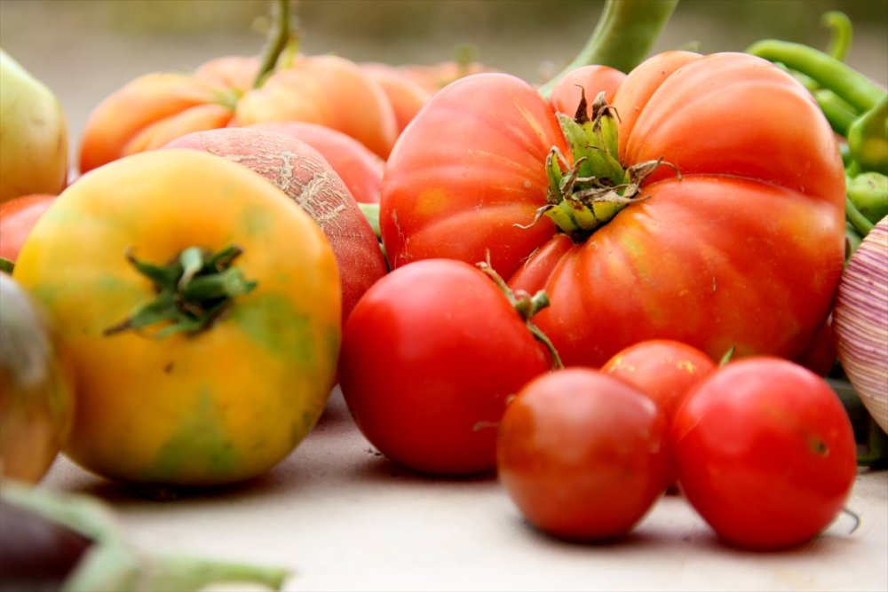 Muhasebecilikten Artakalan Zamanlarında "ata Tohumu" Yetiştiriyor