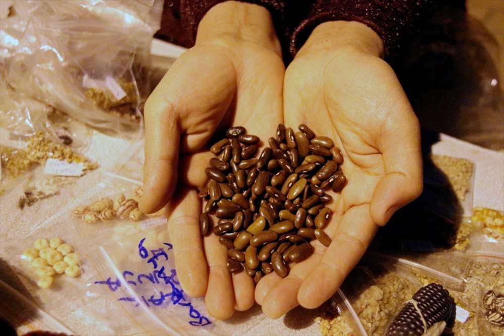 Muhasebecilikten Artakalan Zamanlarında "ata Tohumu" Yetiştiriyor