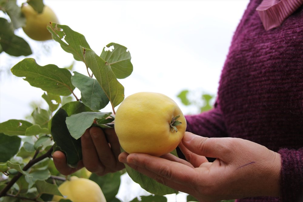 Muhasebecilikten Artakalan Zamanlarında "ata Tohumu" Yetiştiriyor