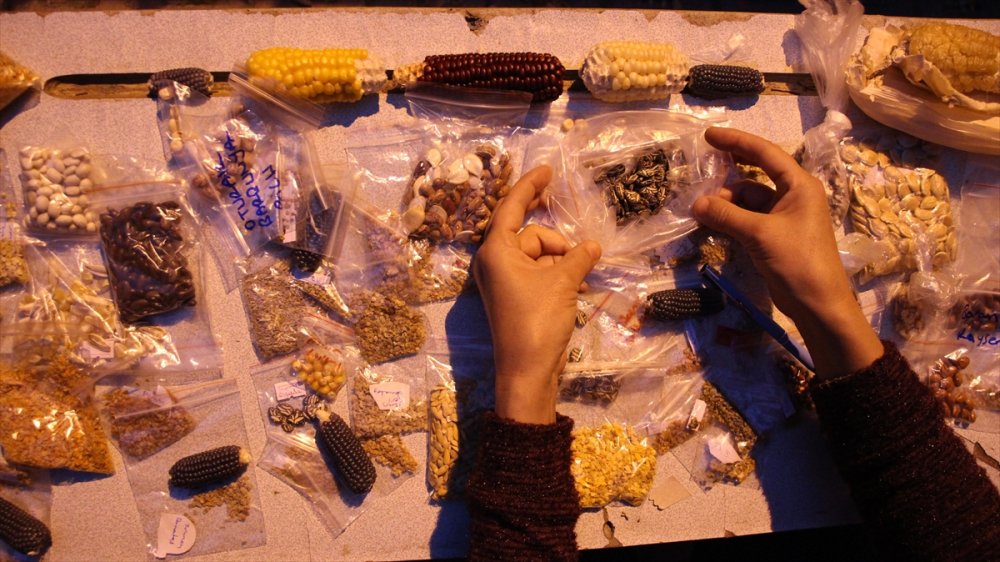 Muhasebecilikten Artakalan Zamanlarında "ata Tohumu" Yetiştiriyor