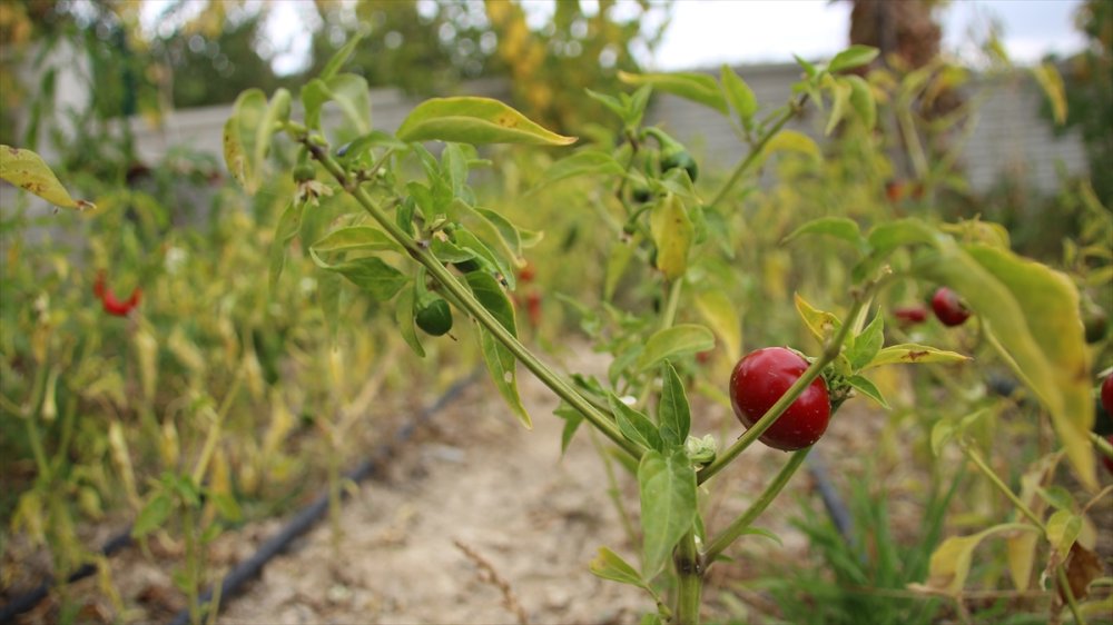 Muhasebecilikten Artakalan Zamanlarında "ata Tohumu" Yetiştiriyor