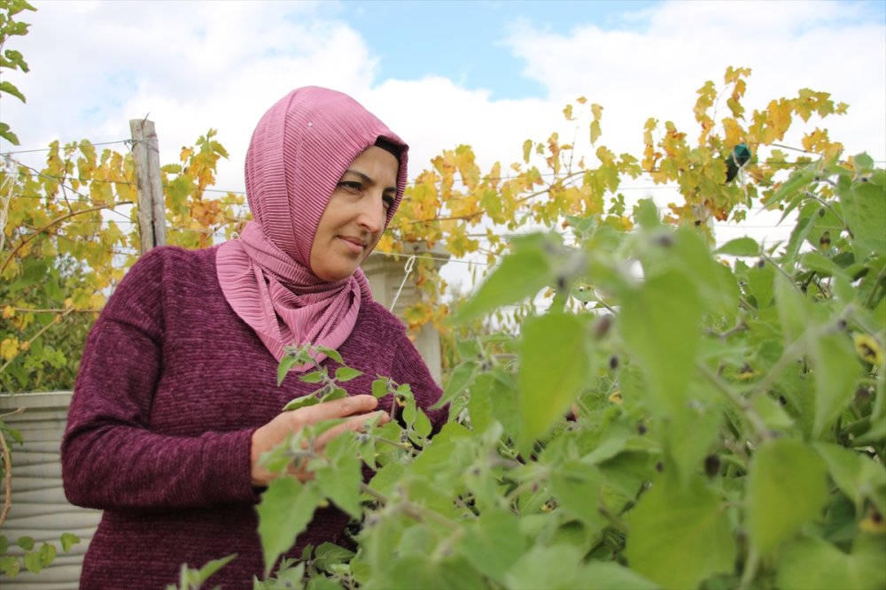 Muhasebecilikten Artakalan Zamanlarında "ata Tohumu" Yetiştiriyor