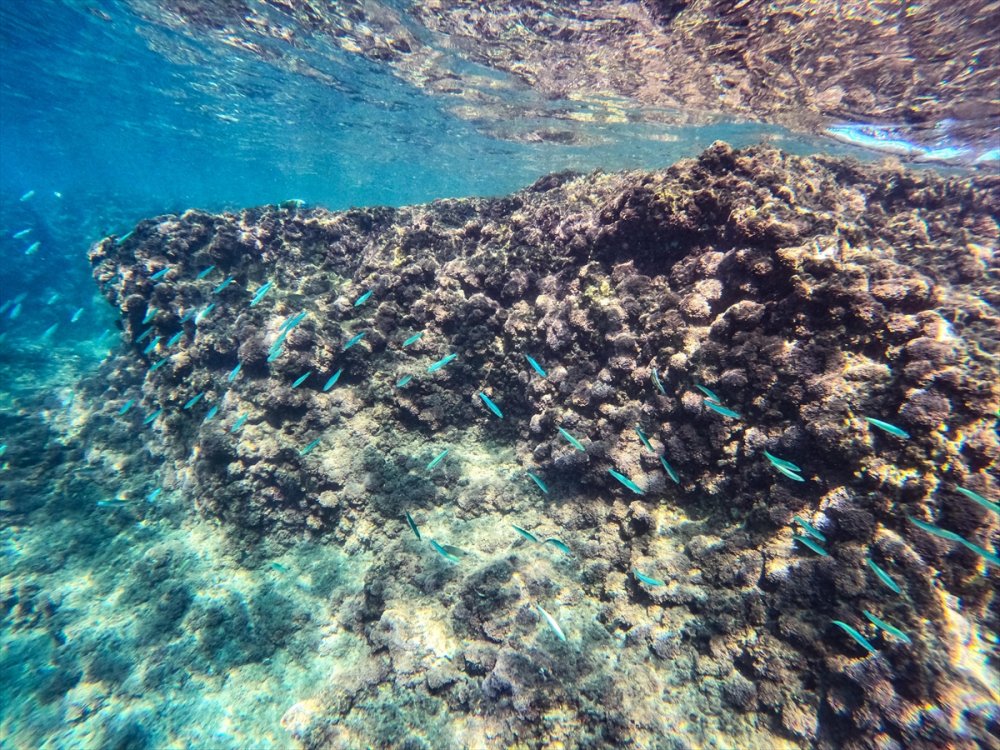 Mersin Kıyılarındaki Su Altı Kanyonları Dalış Tutkunlarını Ağırlıyor