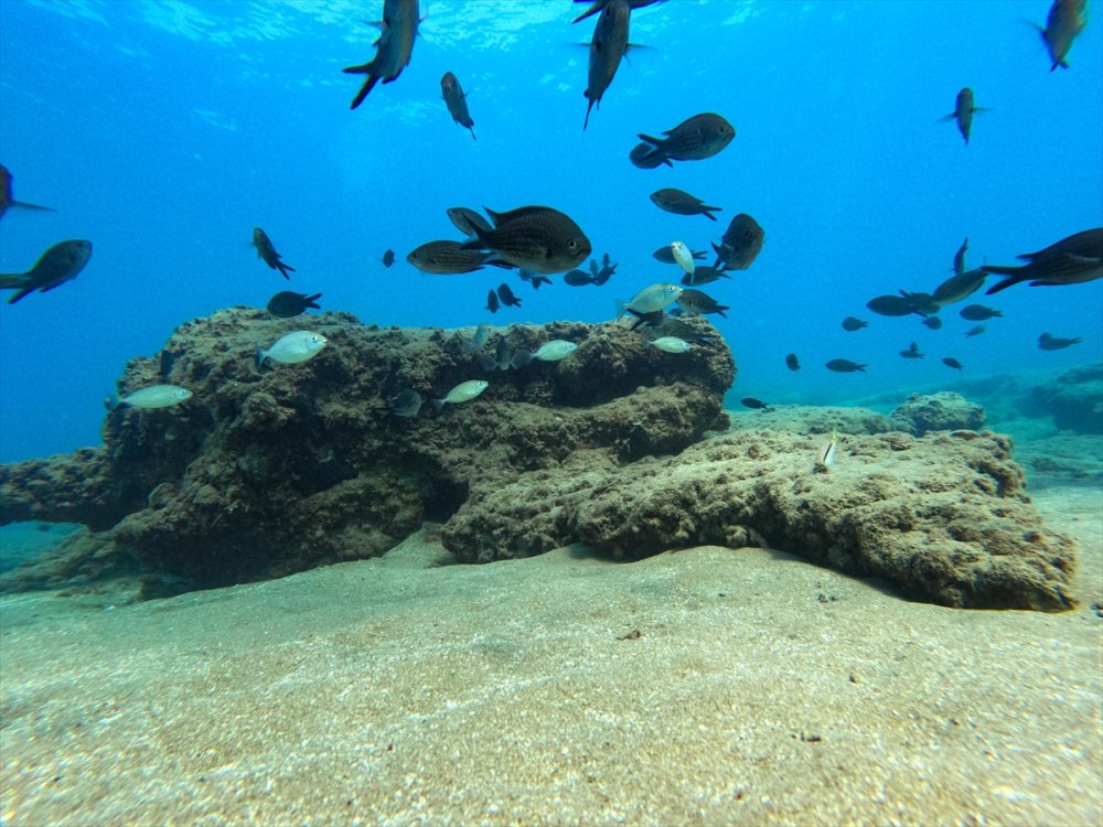 Mersin Kıyılarındaki Su Altı Kanyonları Dalış Tutkunlarını Ağırlıyor
