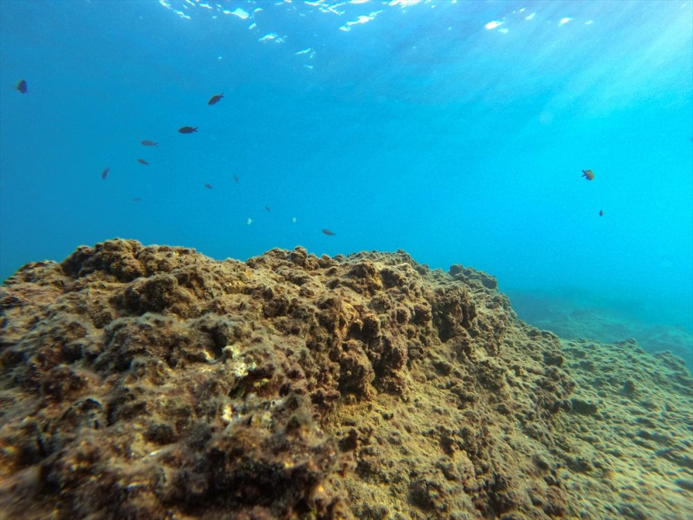 Mersin Kıyılarındaki Su Altı Kanyonları Dalış Tutkunlarını Ağırlıyor