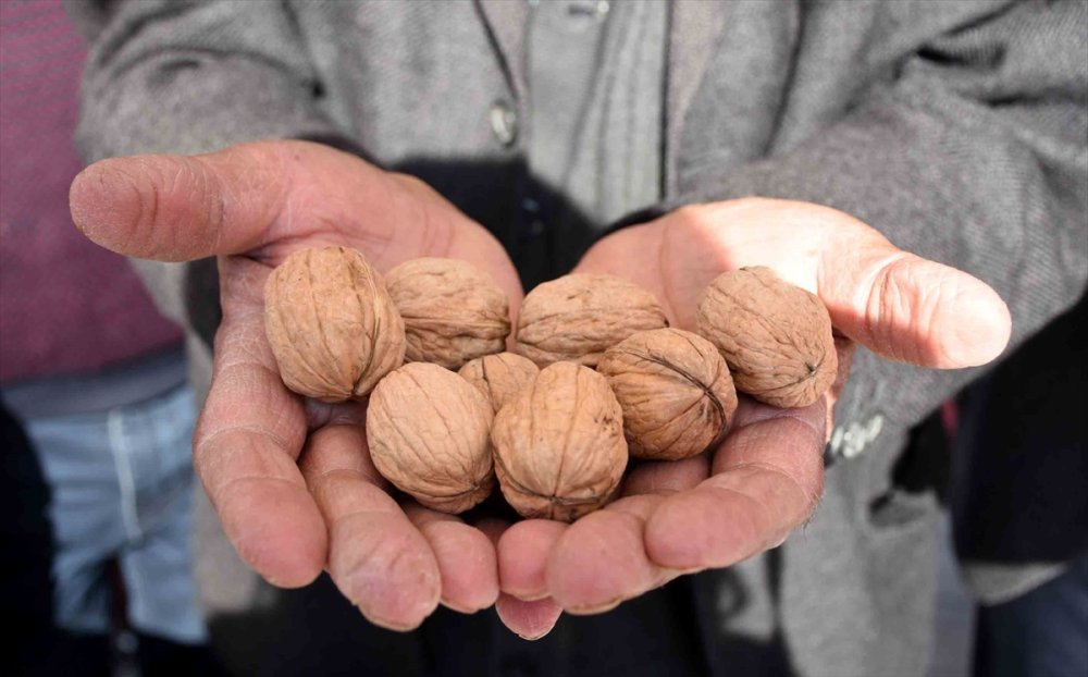 Aksaray'da "1. Geleneksel Ağaçören Ceviz Festivali" Başladı