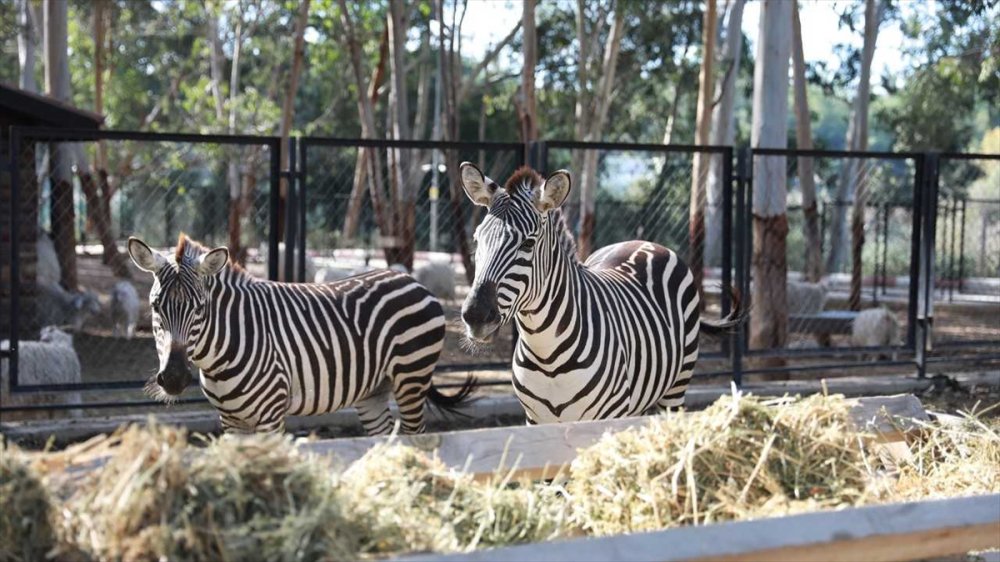 Tarsus Doğa Parkında Yenileme Çalışmaları