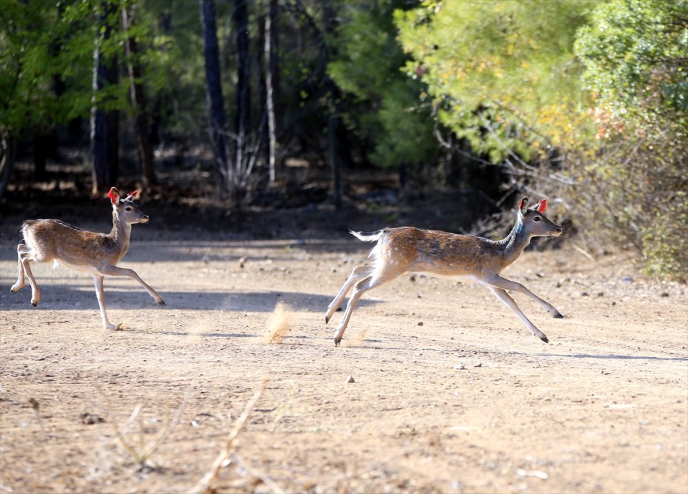 Alageyiklerin Geleceği İçin "Umut" Ve "Bahar"