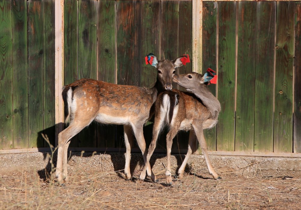 Alageyiklerin Geleceği İçin "Umut" Ve "Bahar"