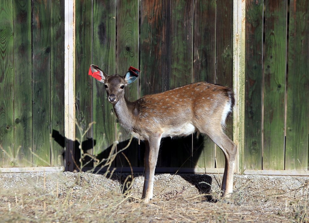 Alageyiklerin Geleceği İçin "Umut" Ve "Bahar"