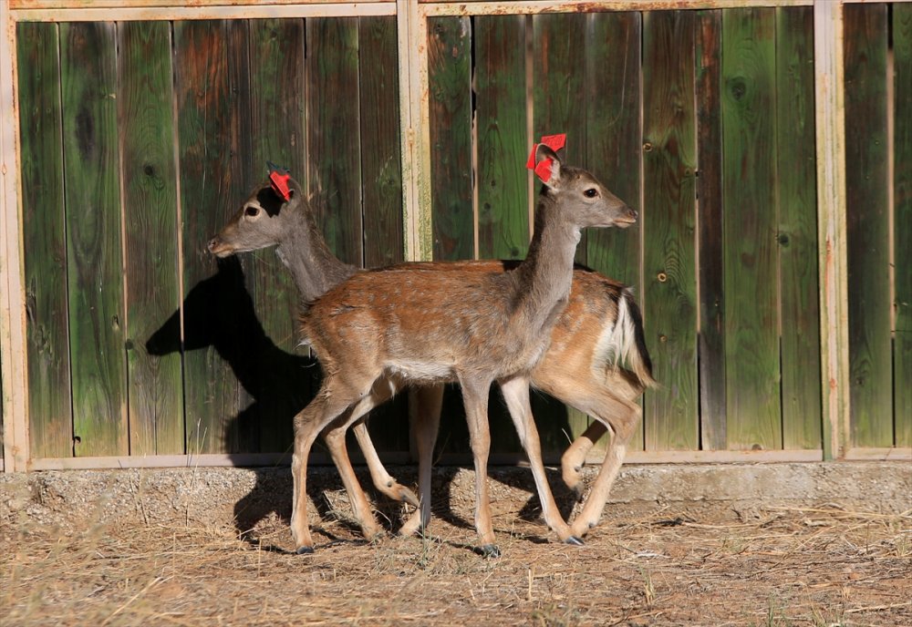 Alageyiklerin Geleceği İçin "Umut" Ve "Bahar"