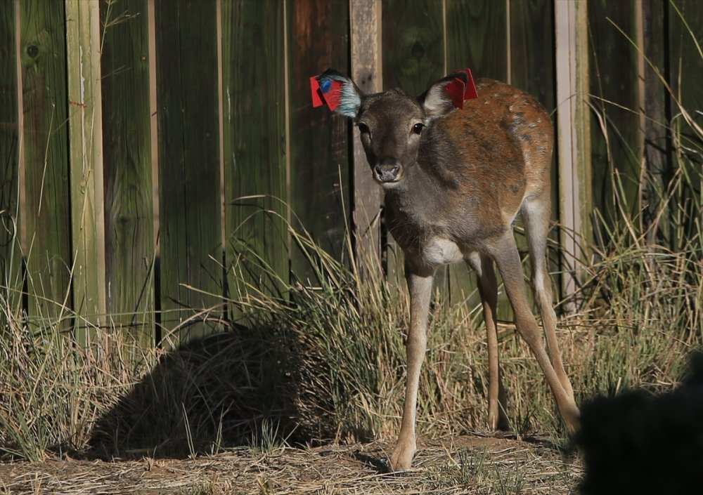 Alageyiklerin Geleceği İçin "Umut" Ve "Bahar"