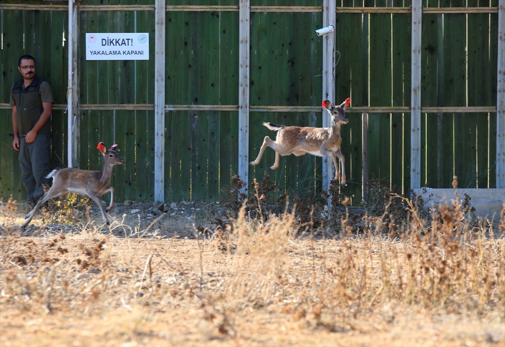 Alageyiklerin Geleceği İçin "Umut" Ve "Bahar"
