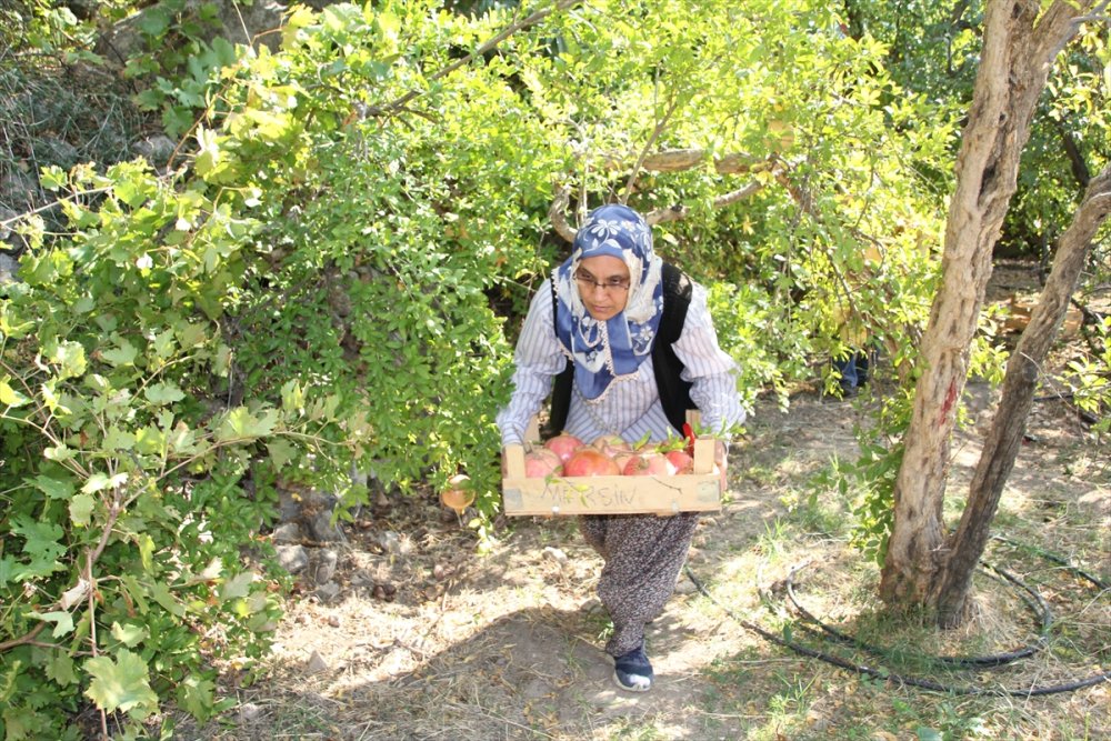 Silifke'de Keben Narı Hasadı Başladı