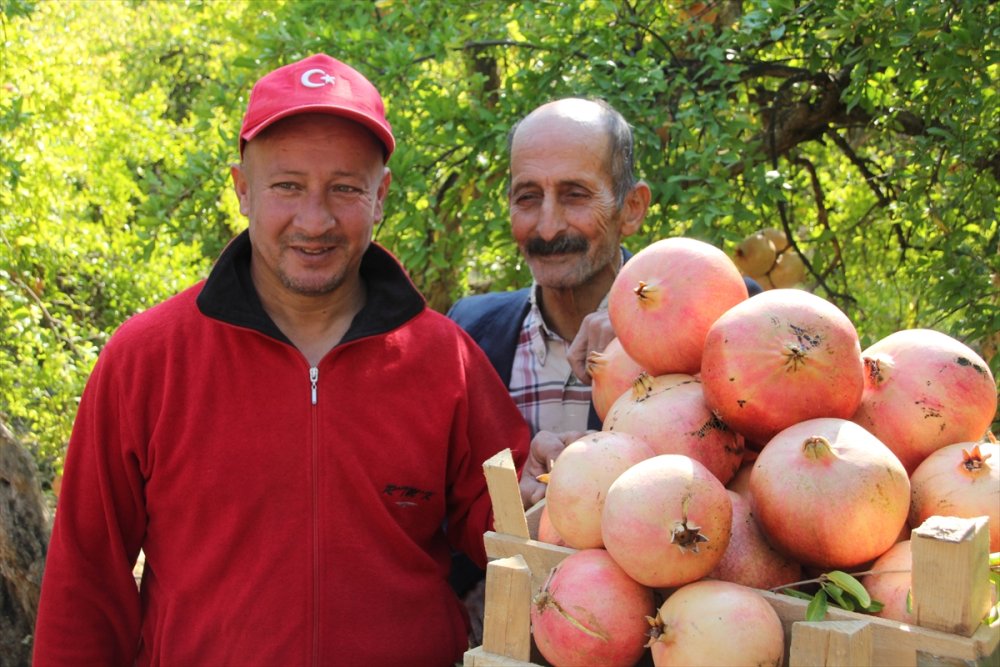 Silifke'de Keben Narı Hasadı Başladı
